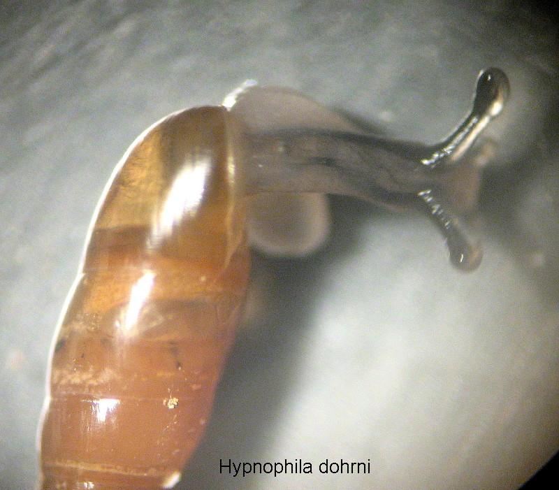 Hypnophila dohrni